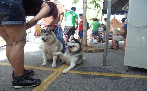 Siberian Husky Talking