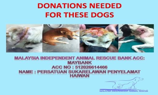 Kajang Animal Rescue Shelter In Dire Need Of Help Citizens Journal Malaysia