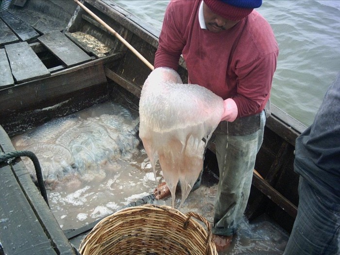 Jellyfish in Pangkor