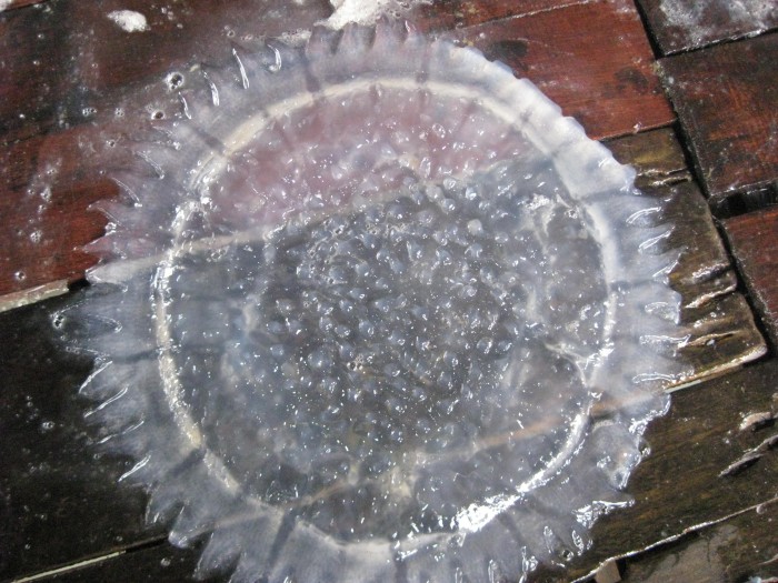 Jellyfish in Pangkor