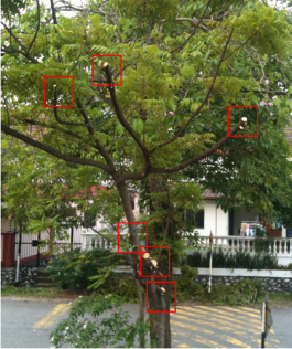 Red boxes show where the Landscaping workers chopped the healthy tree