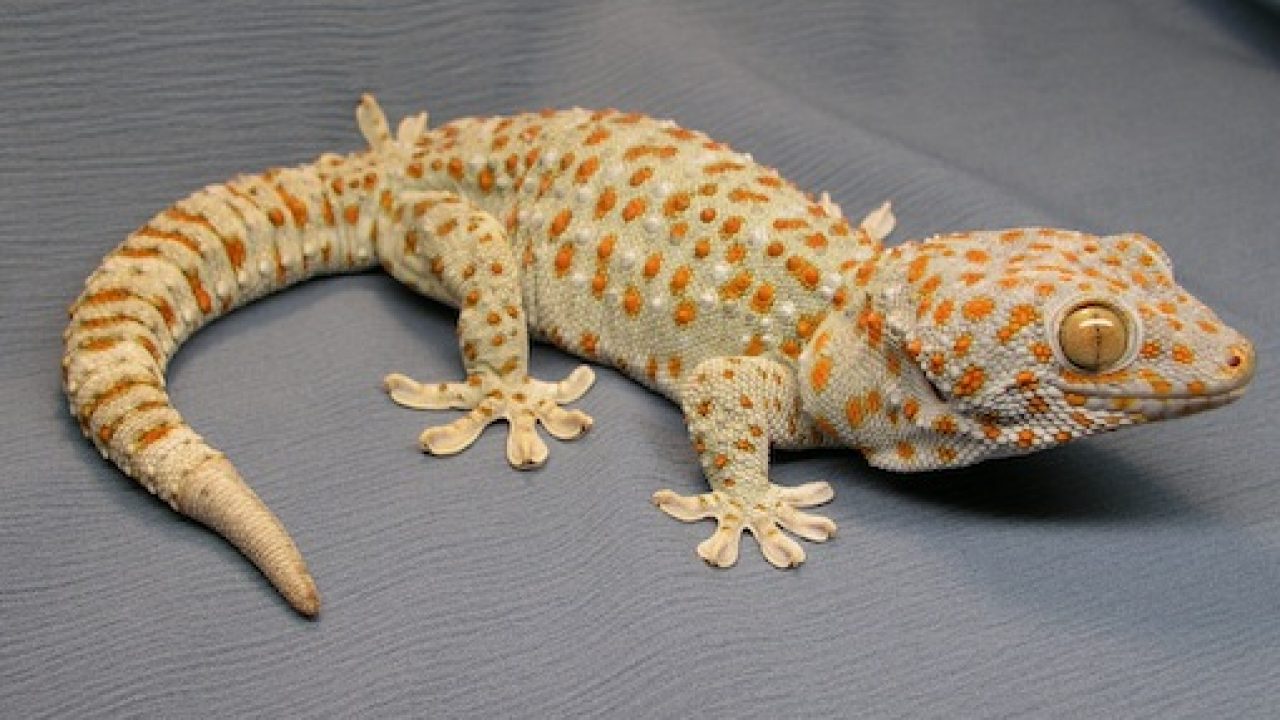 cecak tokek cecak tokek