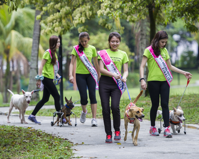 Finalists of  ATV Miss Asia Pageant Malasyia 2013 take disabled dogs out for a walk in the park