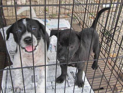 pups for adoption copy