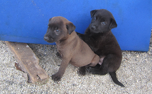 Aunty Mei's pups for adoption