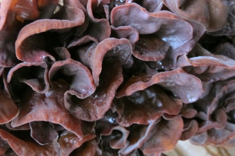 Wood ears, oyster and abalone mushrooms are grown in the shed