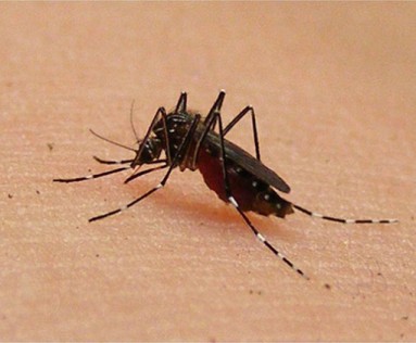 Malaysia-dengue-death-spike 5