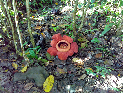 A rafflesia
