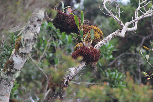 Natural floral beauty at Mt Kinabalu (Images courtesy of Antony D'Cruz)