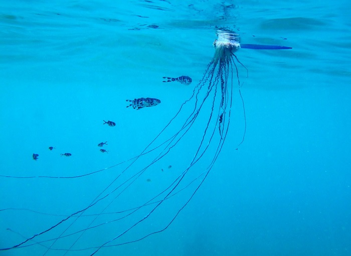 Deadly species of jellyfish