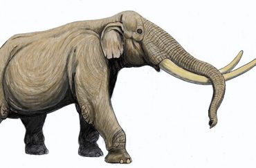 Scientists discover Stegodon elephant fossil in Malaysian cave ...