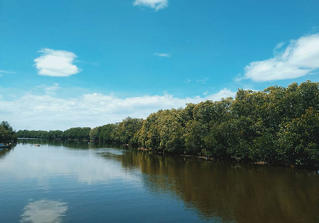 Mangrove forests protecting our coastline