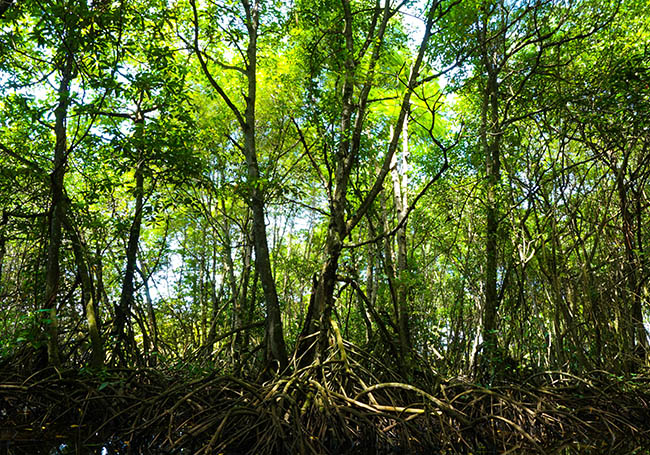 Mangrove forests protecting our coastline