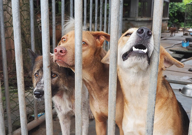Rising animal abuse cases in Penang demand urgent action