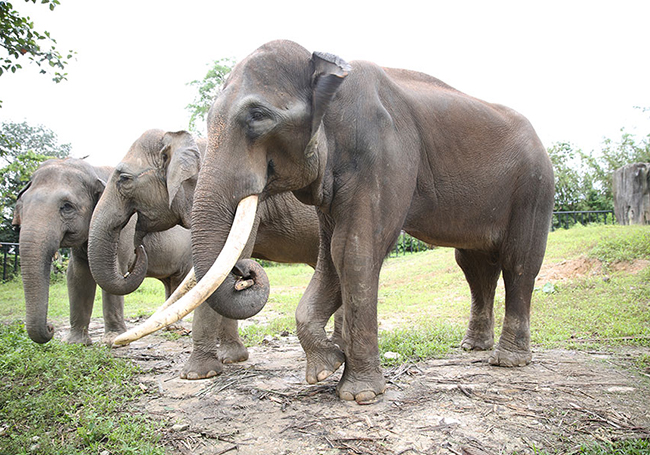 Elephant in Peninsula Malaysia 