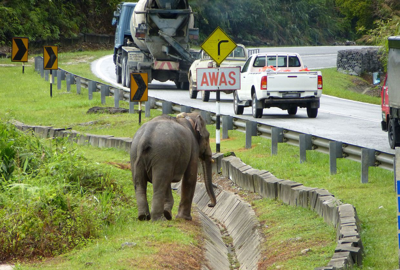 Human-Wildlife conflicts are on the rise in Malaysia