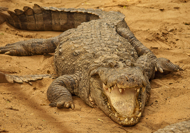 crocodile