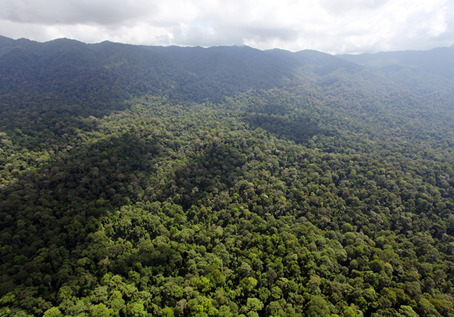 Malaysia's forest cover could drop under 50% in the future