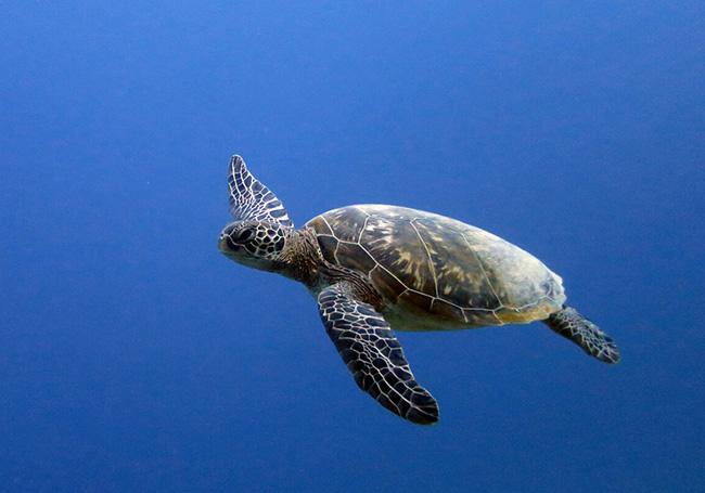 Olive Ridley turtles return to Penang shore