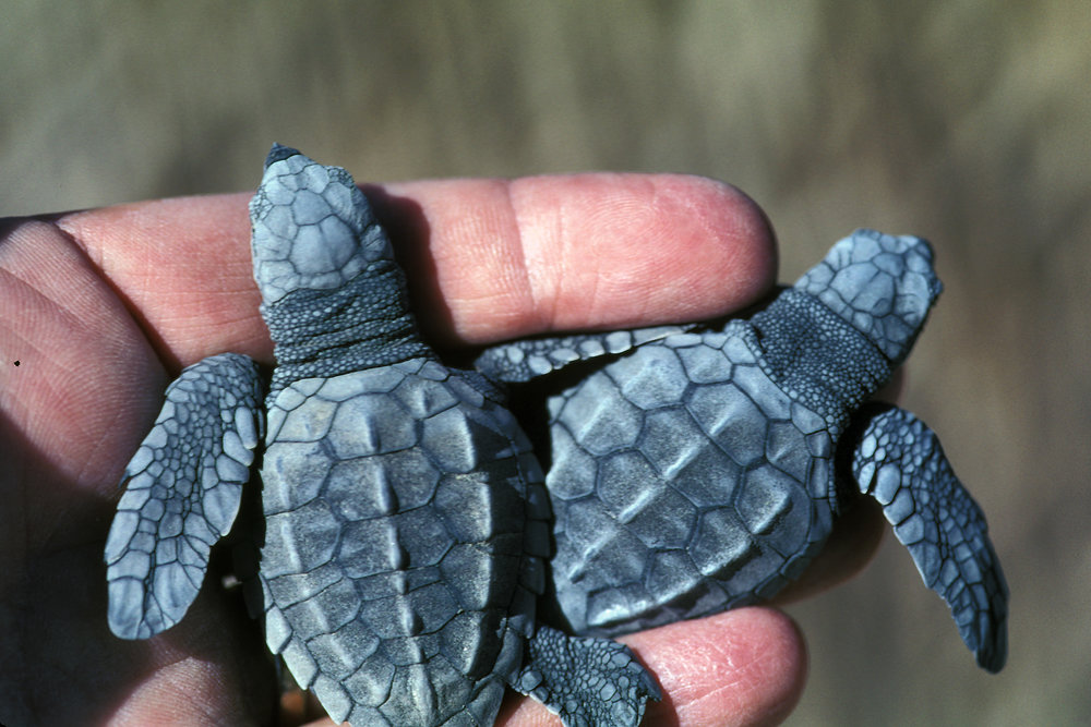 Olive Ridley turtles return to Penang shore