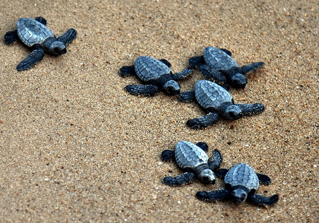 Olive Ridley turtles return to Penang shore