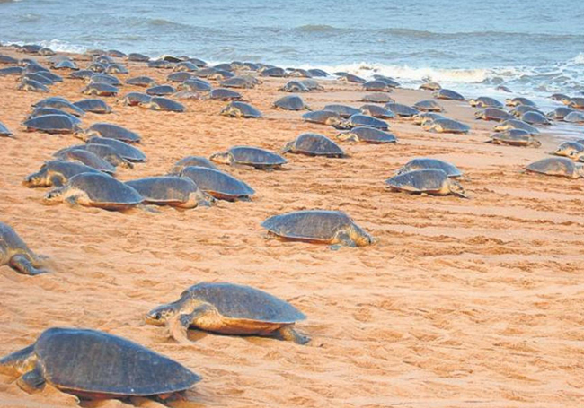 Olive Ridley turtles return to Penang shore