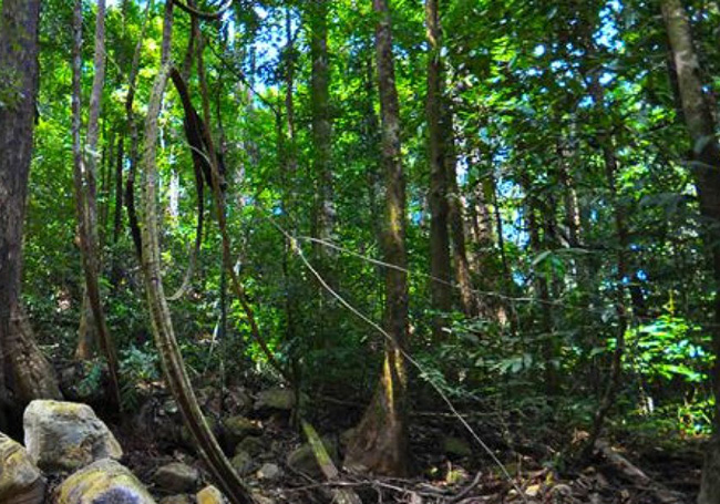 Santubong National Park to reopen on April 1 after monsoon closure