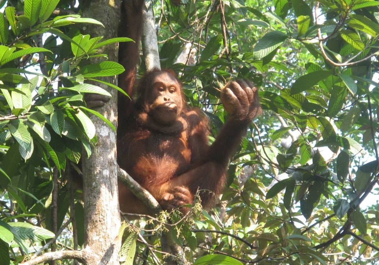 Santubong National Park to reopen on April 1 after monsoon closure