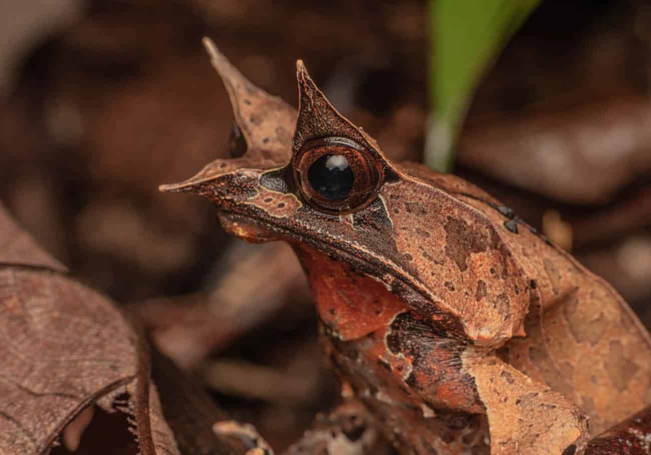 International Bornean Frog Race and Night Photography Competition