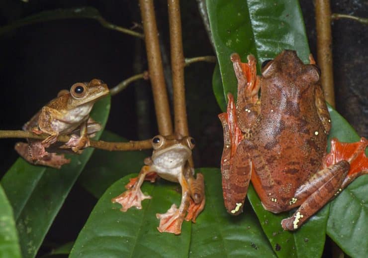 The Bornean Frog Race is back for its 10th edition - Citizens Journal