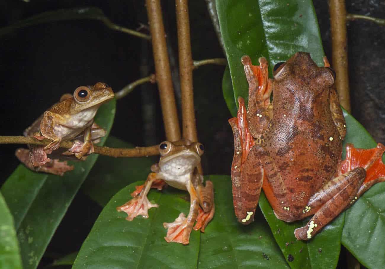 International Bornean Frog Race and Night Photography Competition