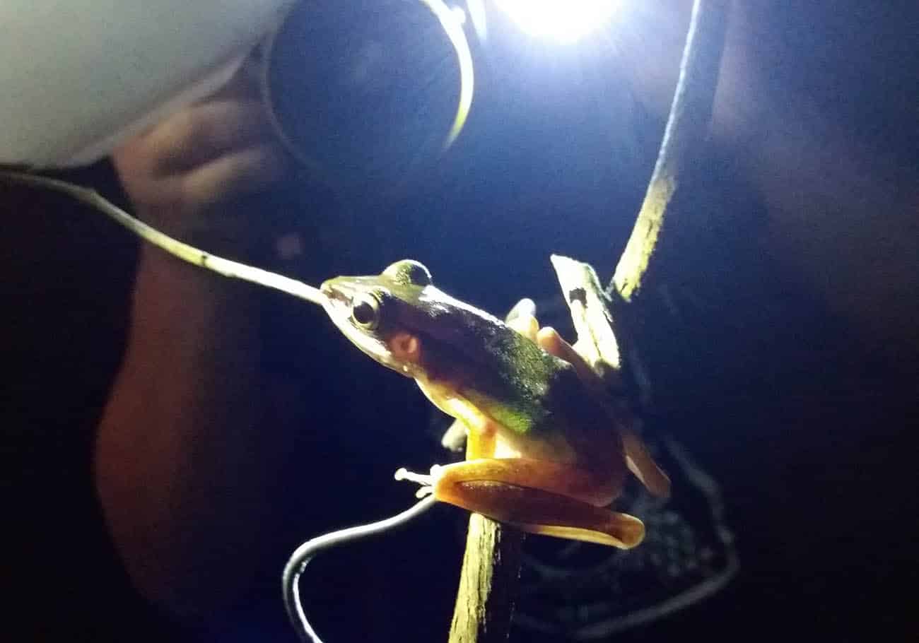 International Bornean Frog Race and Night Photography Competition