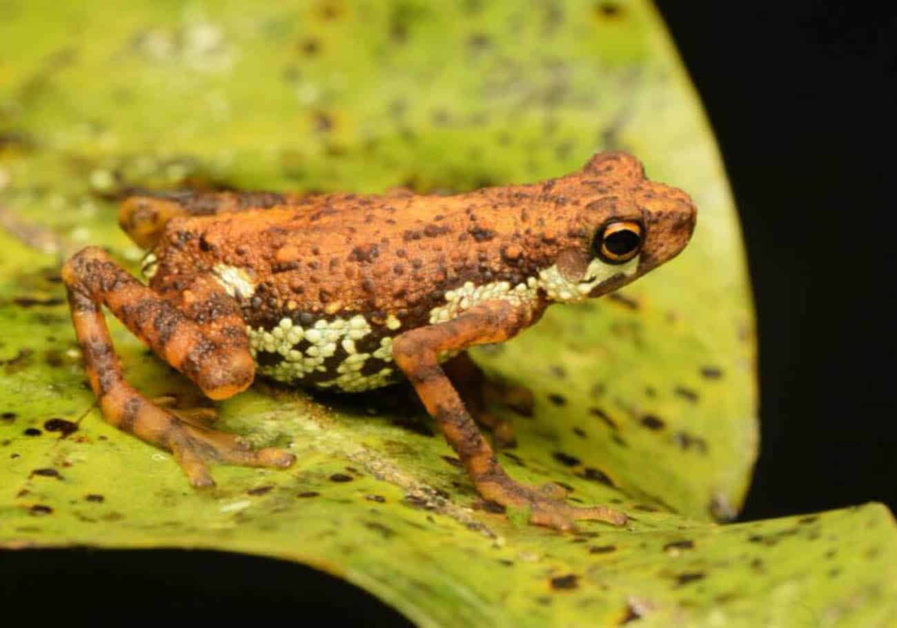 International Bornean Frog Race and Night Photography Competition