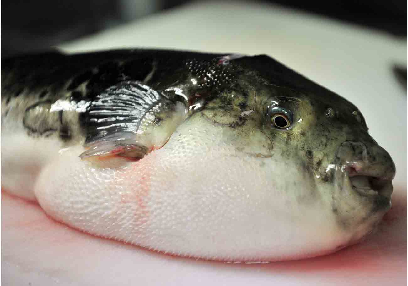 dangers of consuming pufferfish