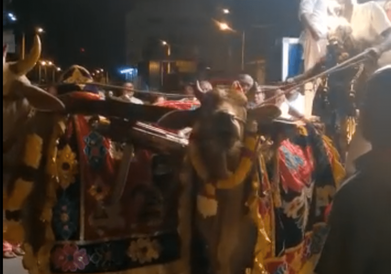 CAP demands cessation of bull use in chariot processions