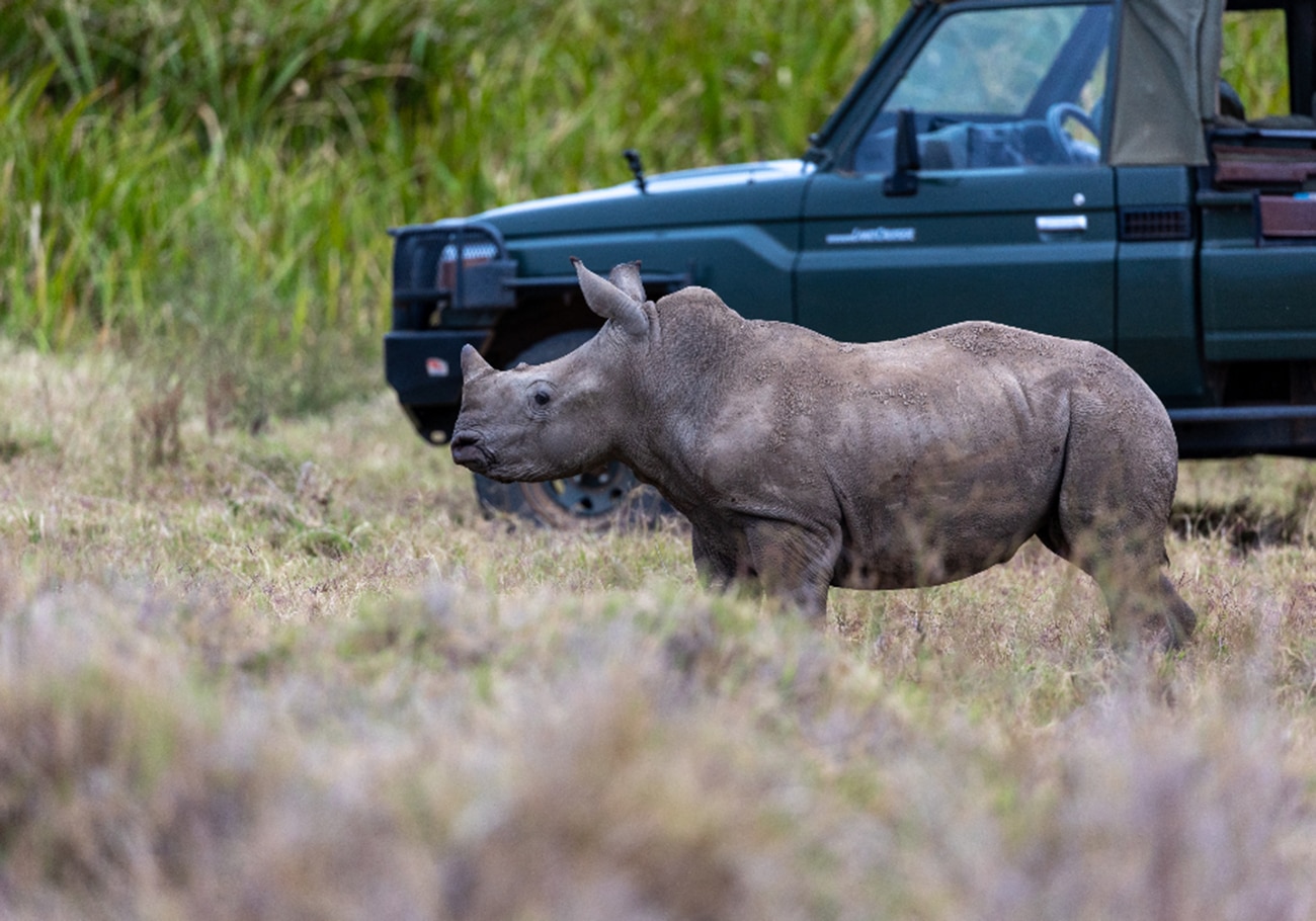 Alarming rise in wildlife poaching and smuggling