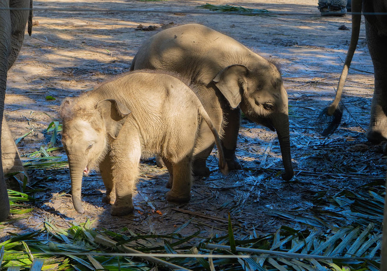 Join Lok Kawi Wildlife Park's 'Baby Elephant Naming' campaign