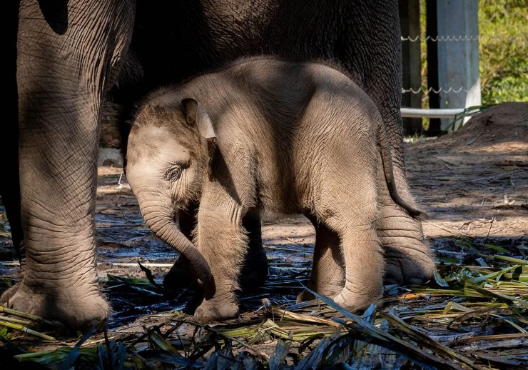 Join Lok Kawi Wildlife Park’s ‘Baby Elephant Naming’ campaign