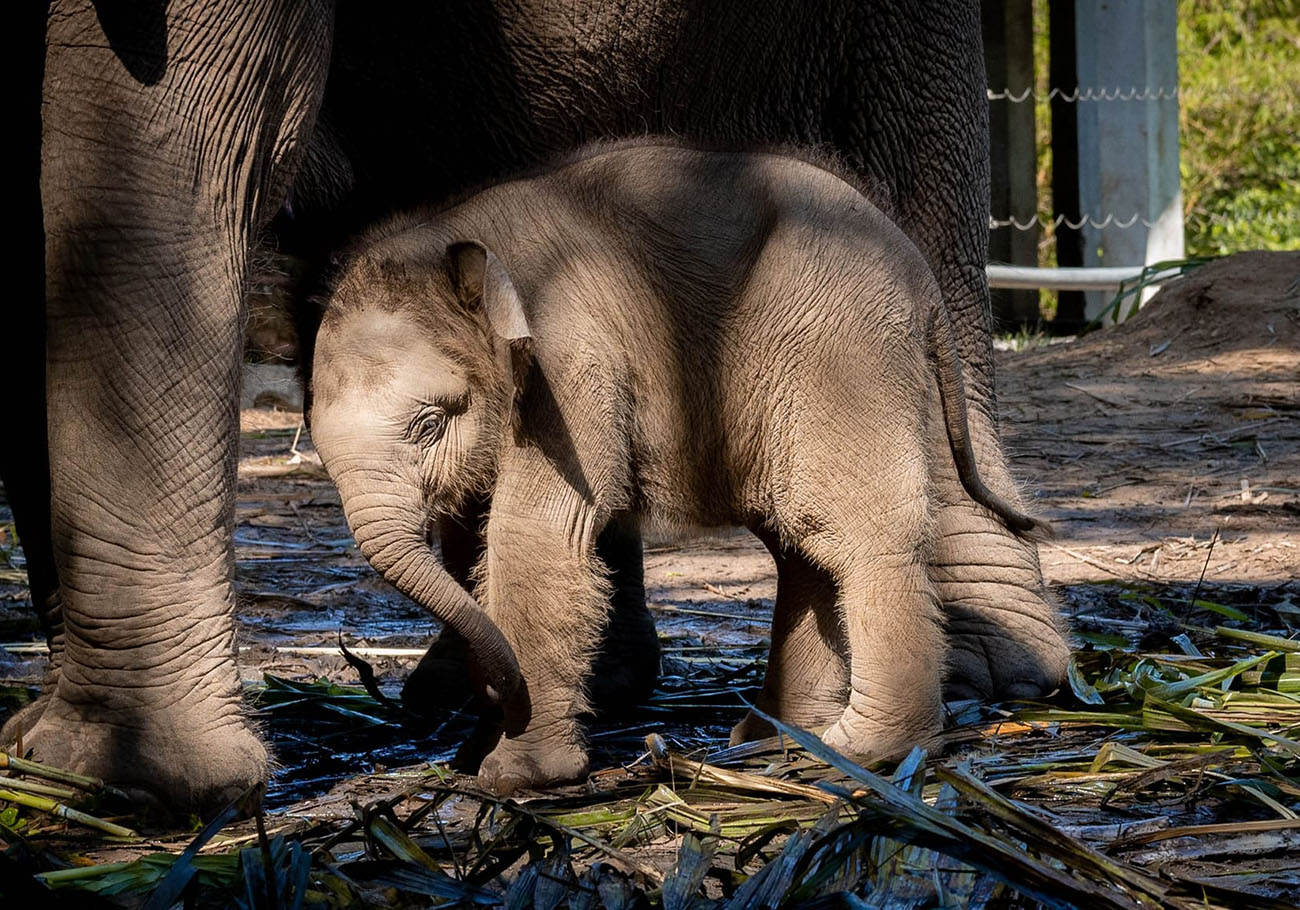 Join Lok Kawi Wildlife Park's 'Baby Elephant Naming' campaign