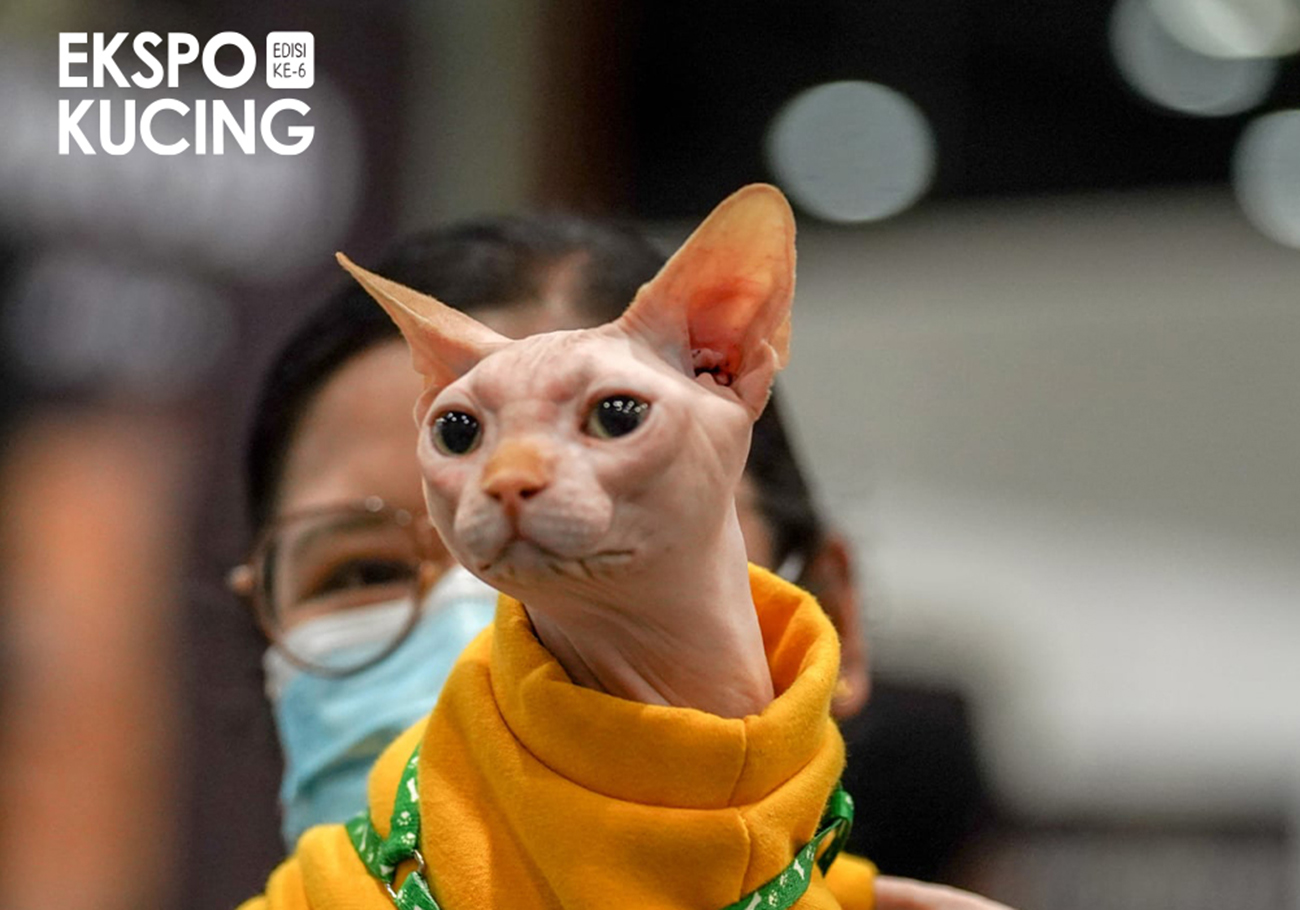Royal Canin at Kucing Expo 2023: Fostering responsible cat care