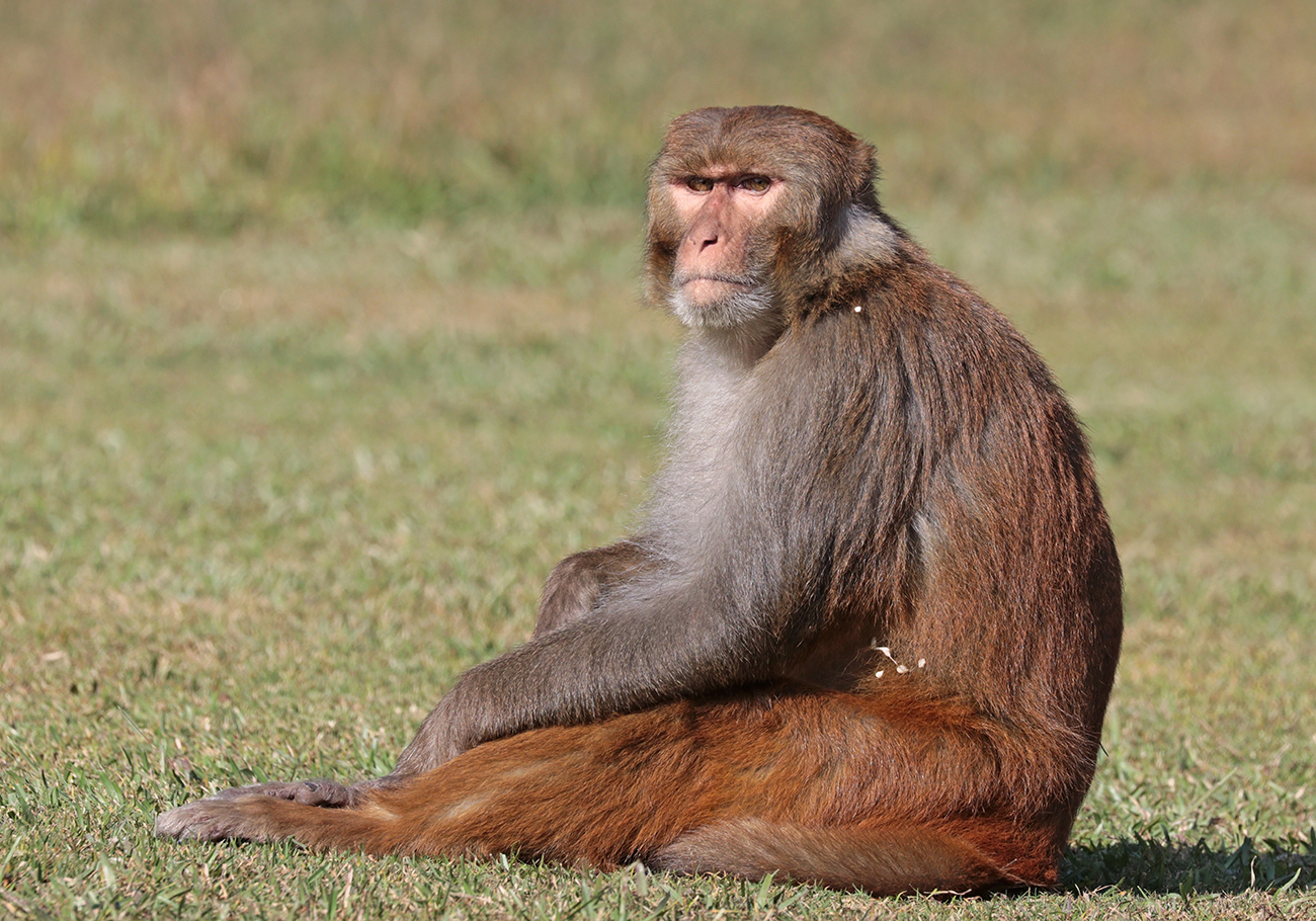 CAP calls for sustainable solutions over Macaque culling 