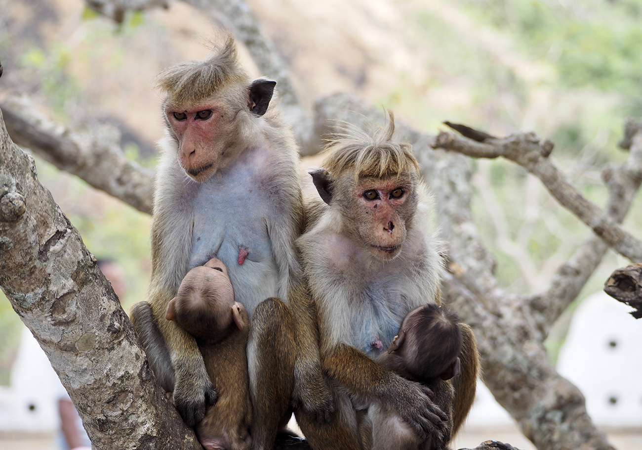 CAP calls for sustainable solutions over Macaque culling 