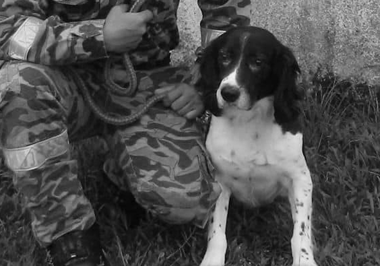 Heroic canine detector Blake succumbs to lymphoma