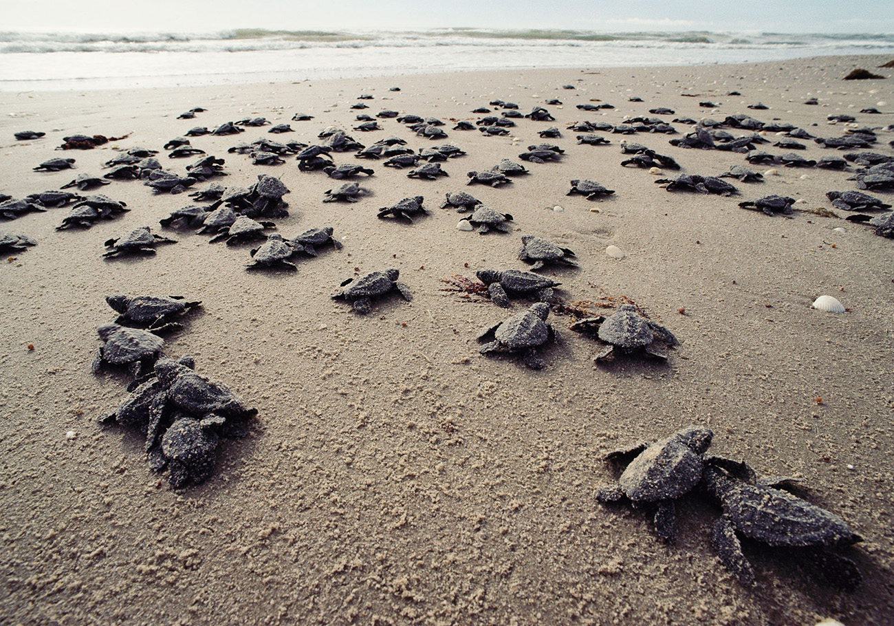 Turtle species face imminent threat as decline continues