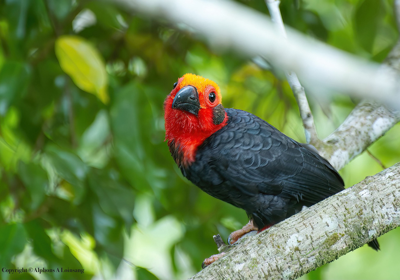 Record turnout at the 13th Borneo Bird Festival