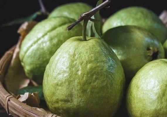 Melaka set to patent Lohan Guava as iconic fruit - Citizens Journal