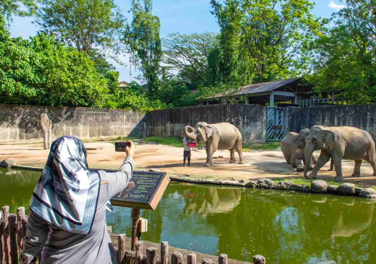 64 years wild: Zoo Taiping celebrates with free entry