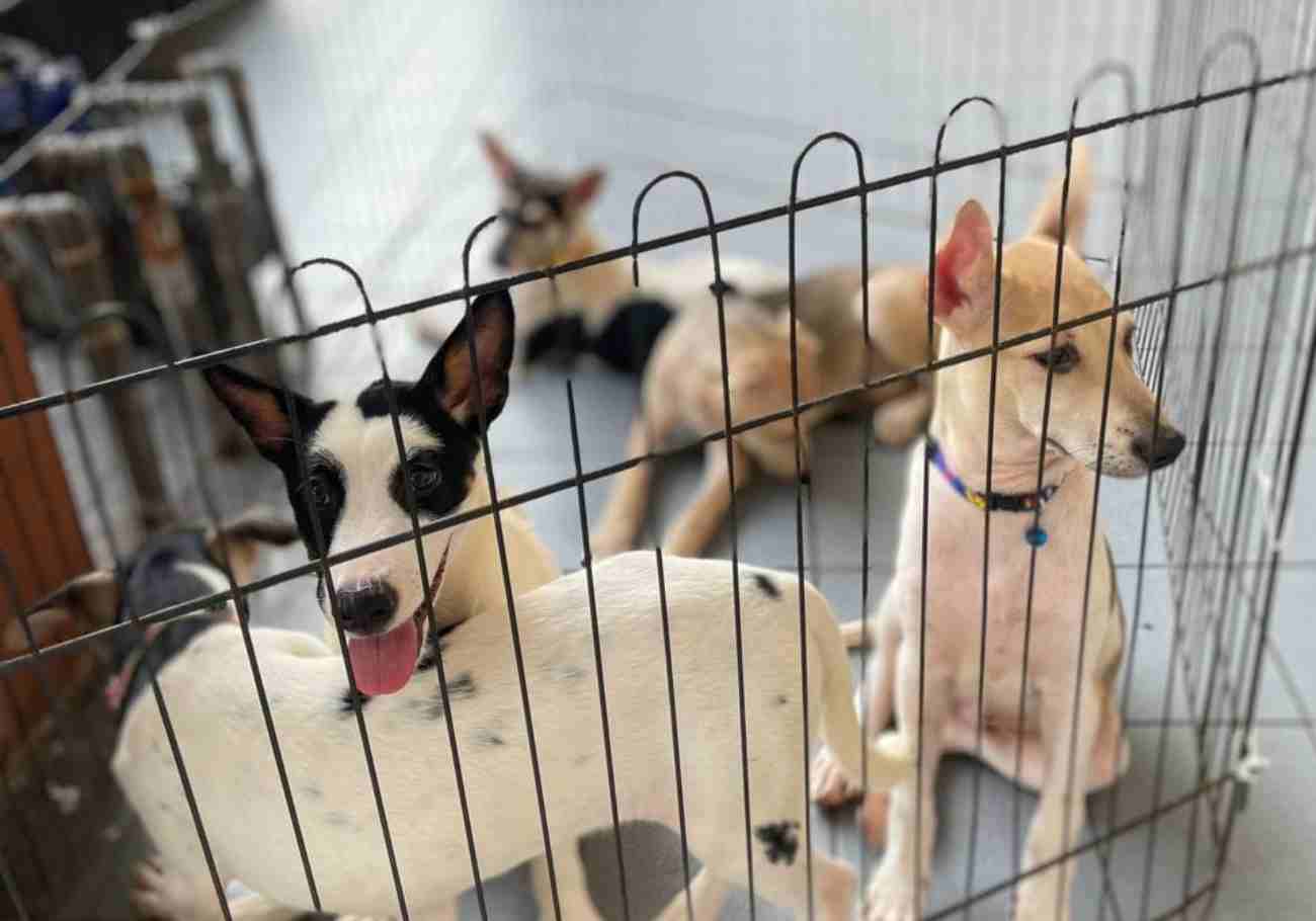 Malaysian Dogs Deserve Better: A beacon of hope for strays