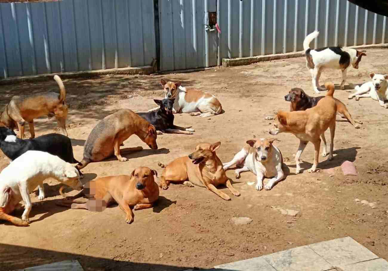 Malaysian Dogs Deserve Better: A beacon of hope for strays