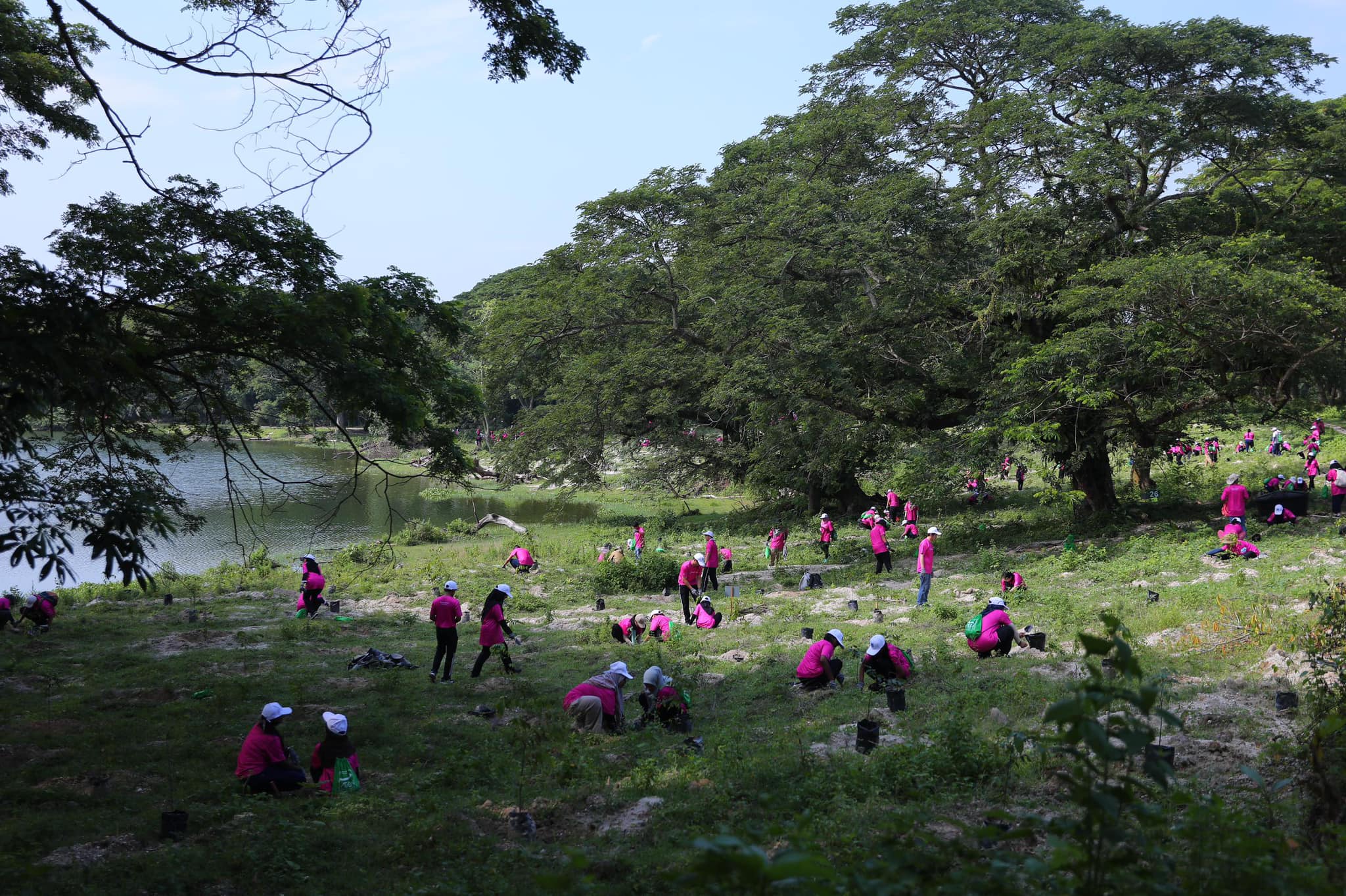 Perak exceeds national target by planting 7.88 mil trees